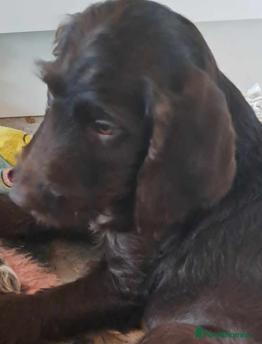 Mixed Breed dogs for sale: Poodle/pointer puppies in Cumnock - Image 3