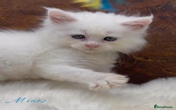 Maine Coon cats for sale: Championship line GCCF Maine Coon kittens  - Image 6