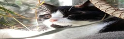 British Shorthair cats for sale: Fabulous GCCF kittens - Advert 10