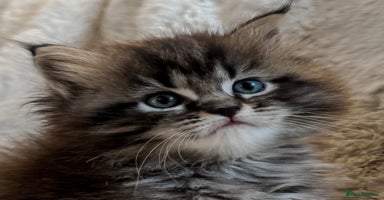 Maine Coon cats - Advert 2