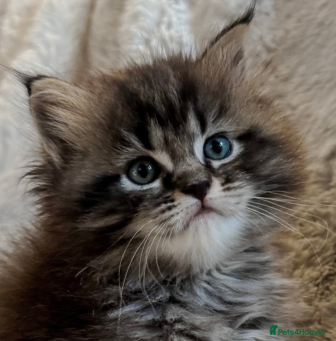 Maine Coon cats for sale:      💖LAST BEAUTIFUL BABY GIRL💖  - Image 2