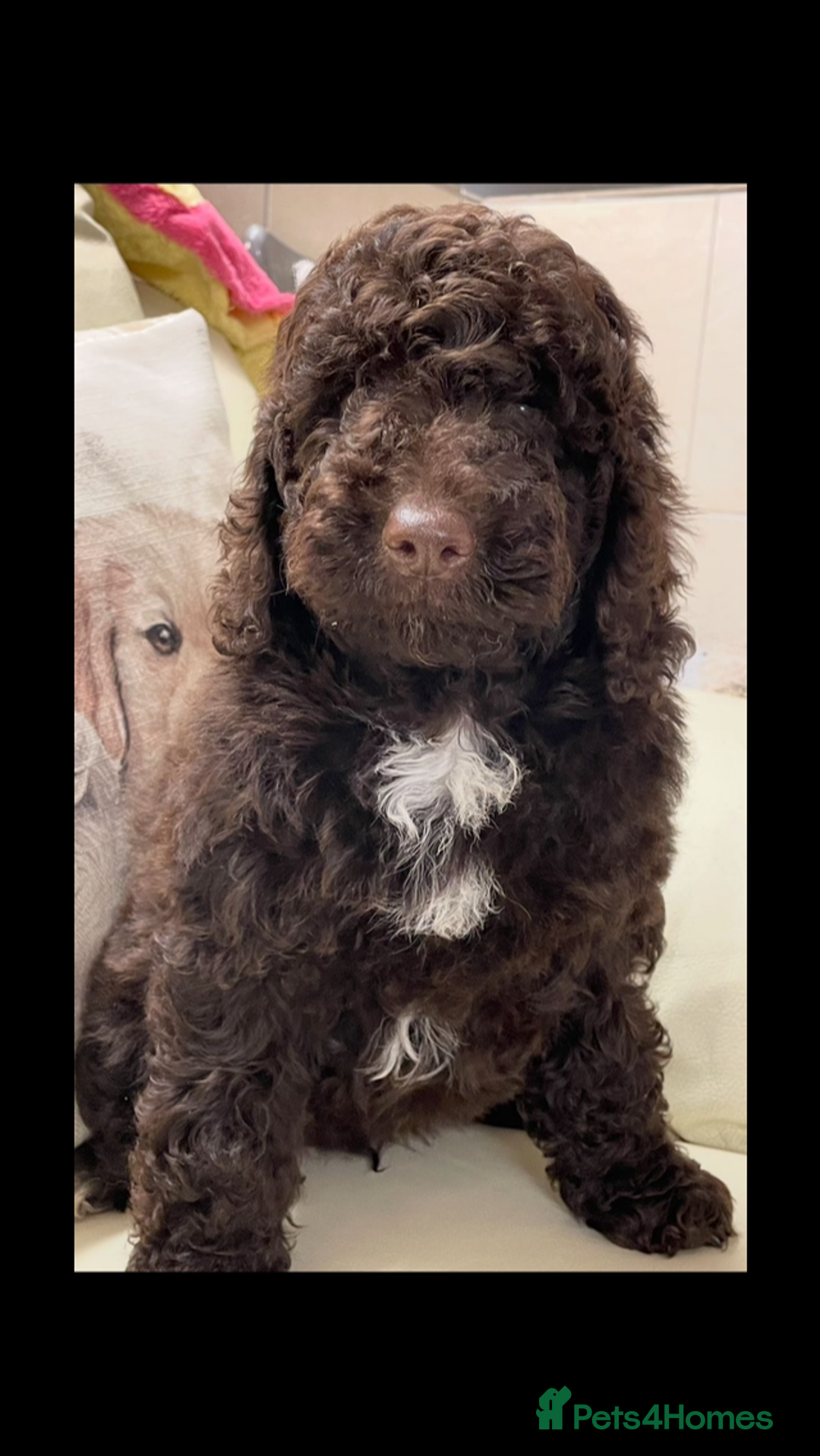 Cockapoo dogs for sale: Stunning Double Doodles  - Advert 9