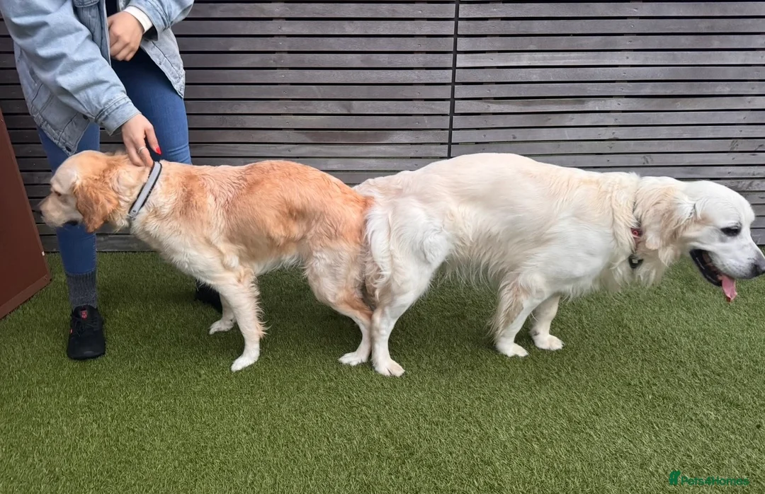 Golden Retriever dogs for sale: Champion line-KC Reg. Golden Retriever Puppies💖💙 - Advert 2