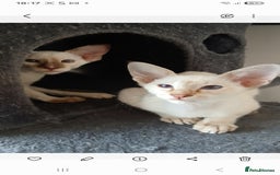 Siamese cats for sale: Pedigree Registered Siamese - 1 Girl remaining ♡ - Image 6