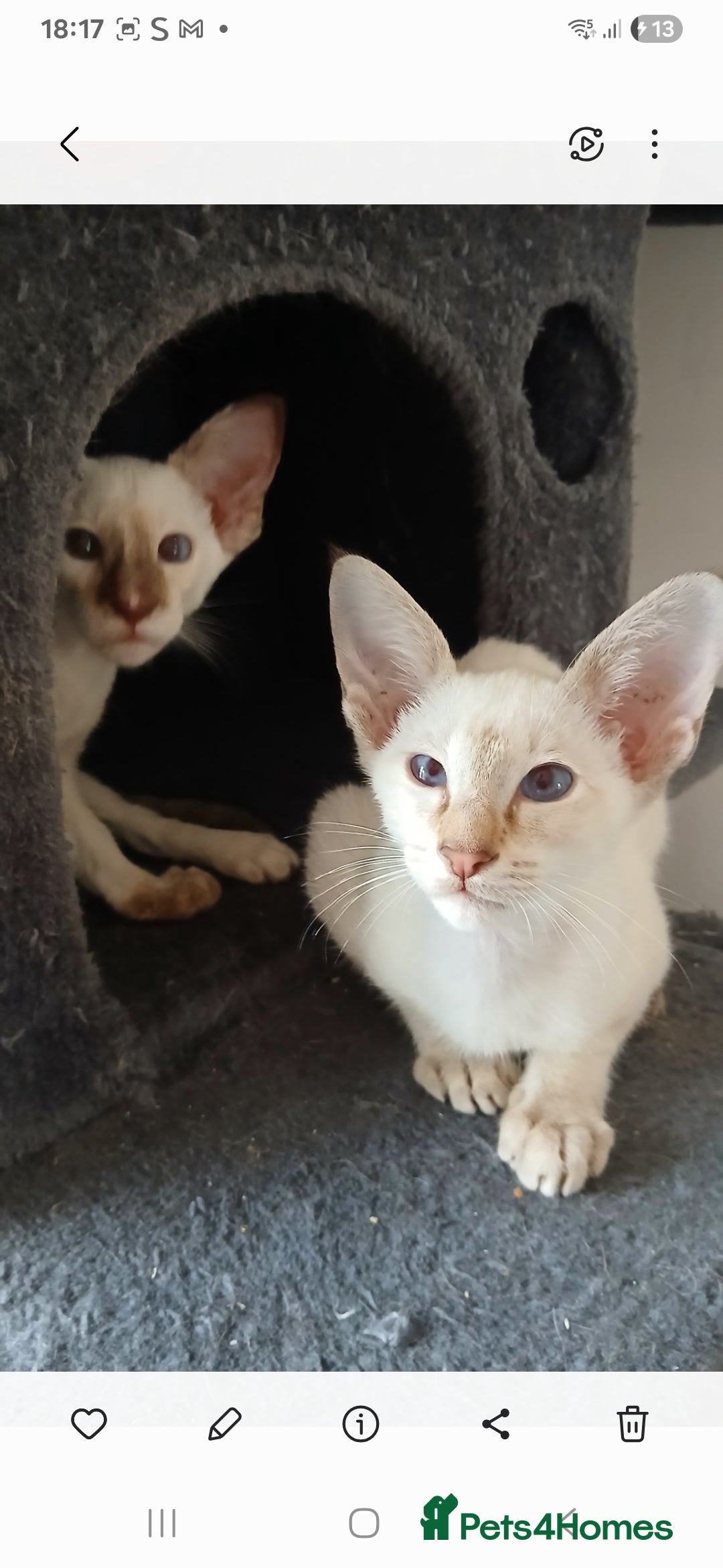 Siamese cats for sale: Pedigree Registered Siamese - 1 Girl remaining ♡ - Image 6
