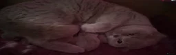 British Shorthair cats for sale: Full Pedigree Registered Breeder BSH Kittens  - Advert 2