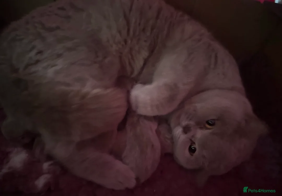 British Shorthair cats for sale: Full Pedigree Registered Breeder BSH Kittens  - Advert 2
