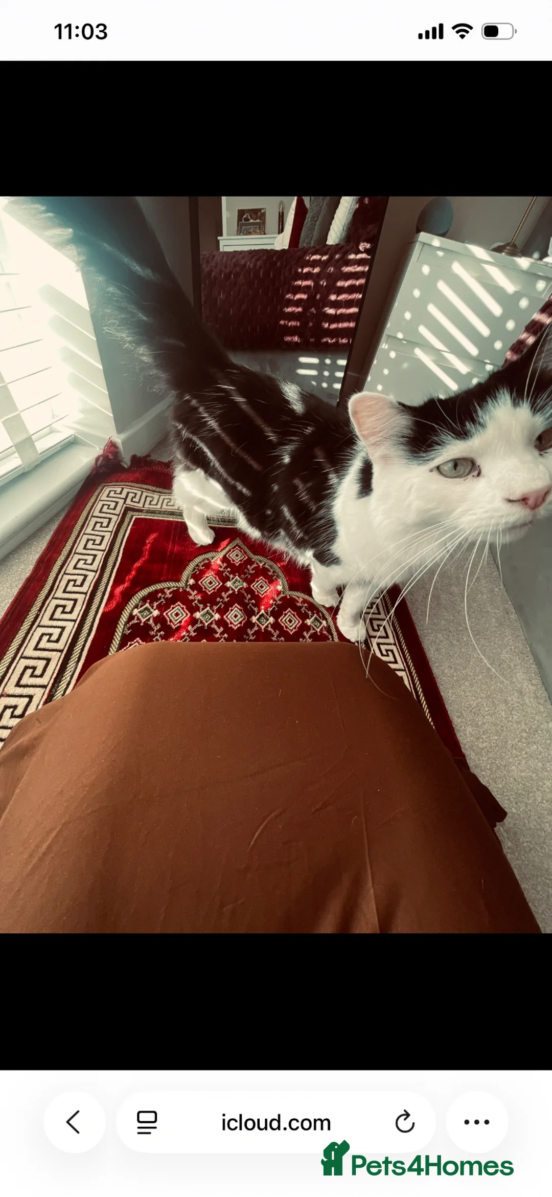 Maine Coon cats for sale: Maincoon mix for rehome - Advert 2