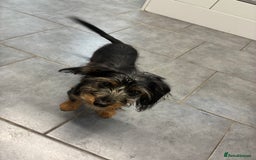 Mixed Breed dogs for sale: Yorkshire Terrier X dachshund  - Image 4