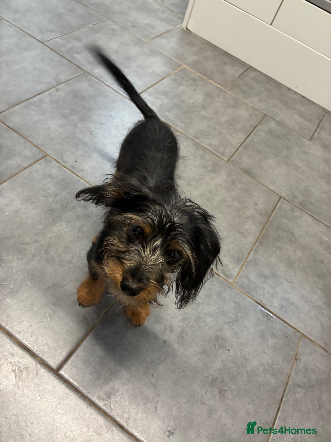 Mixed Breed dogs for sale: Yorkshire Terrier X dachshund  - Image 4