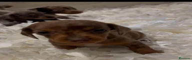 Dachshund 4