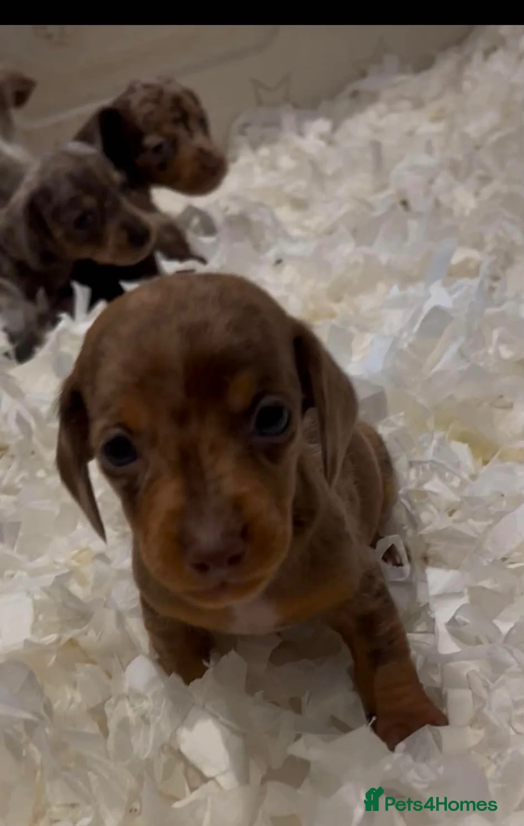 Dachshund dogs for sale: Stunning litter of dapple daschund pups  in Manchester - Advert 6