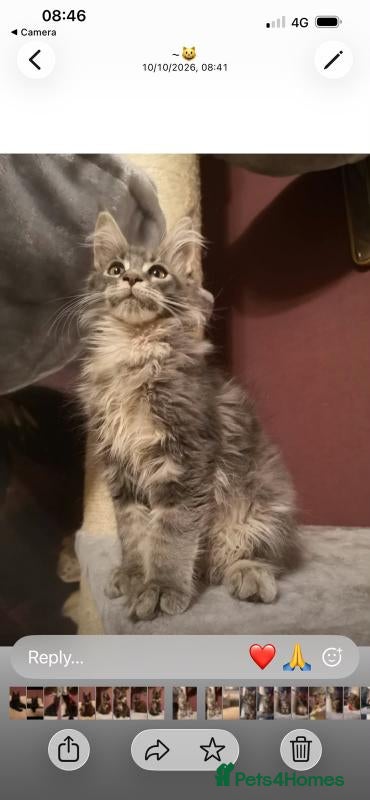 Maine Coon cats for sale: Tica, Health Checked Maine Coon kittens - Advert 2