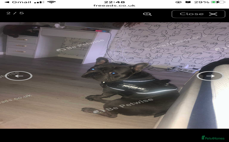 French Bulldog dogs - Advert 4