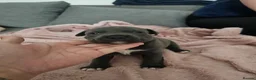 Staffordshire Bull Terrier dogs for sale: Beautiful Blue Staffordshire Bull Terrier Puppies - Advert 16