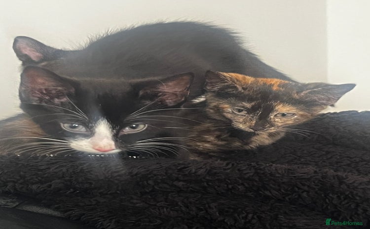 Mixed Breed cats - Advert 12