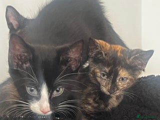 Mixed Breed cats - Advert 25