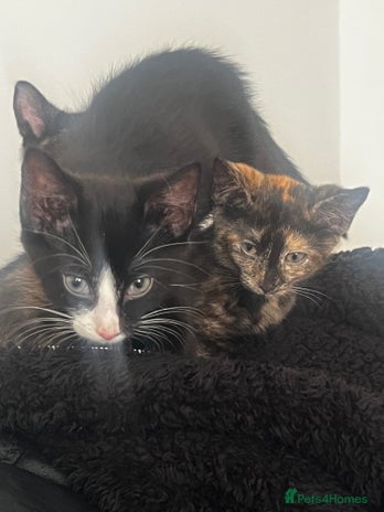 Mixed Breed cats - Advert 7