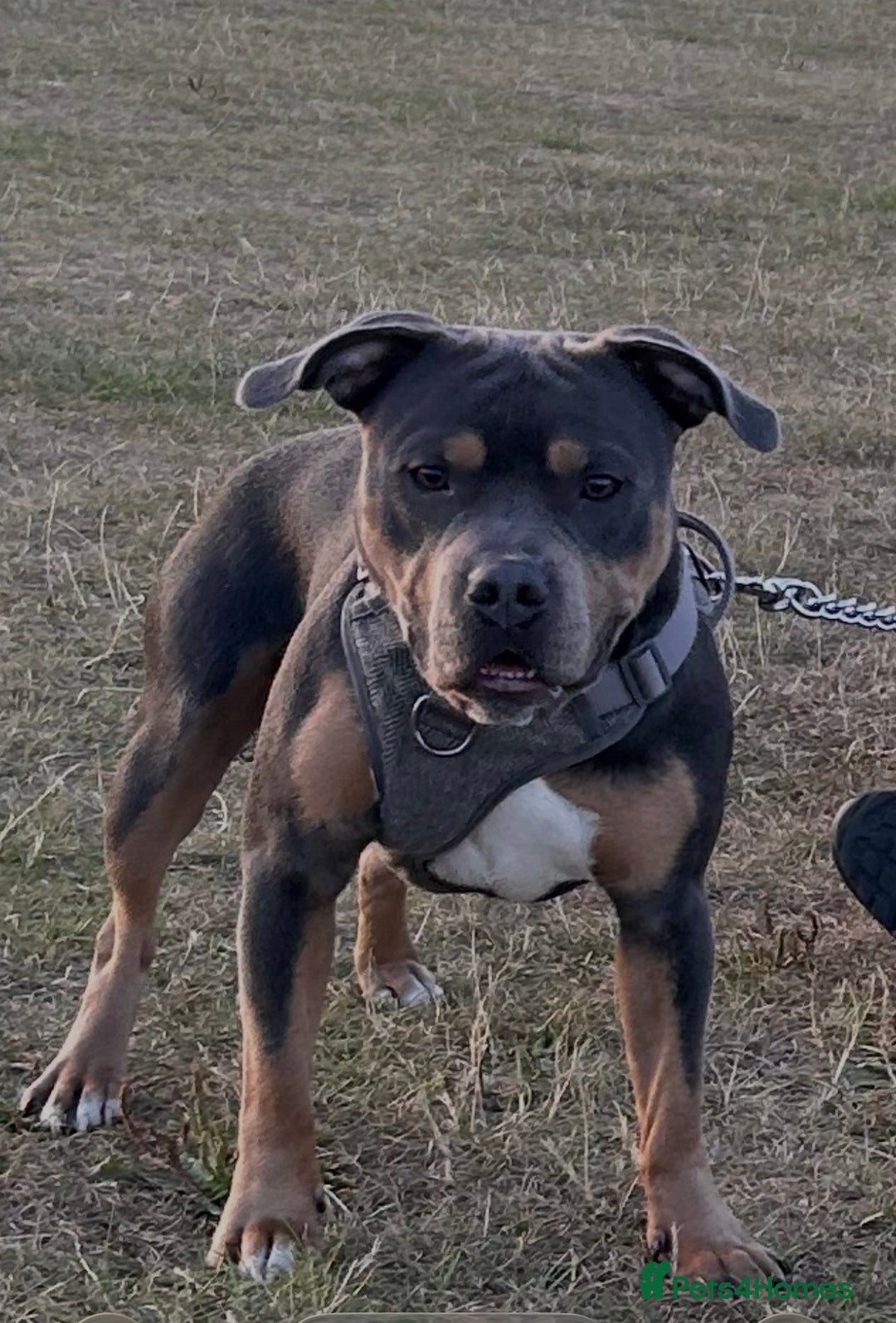 Staffordshire Bull Terrier dogs for stud: Cracking Staffordshire bull terriers for stud 🐾 - Advert 5