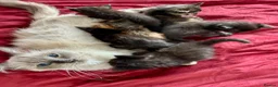 Mixed Breed cats for sale: ADORABLE 6 KITTENS. READY NOW. - Advert 4