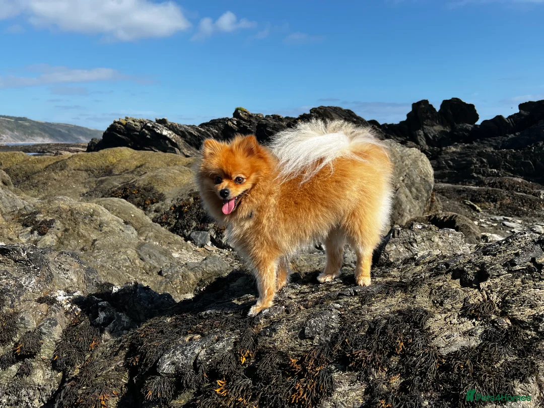 Pomeranian dogs for stud: 🌟 Stunning Pomeranian available for stud 🦊  - Advert 4
