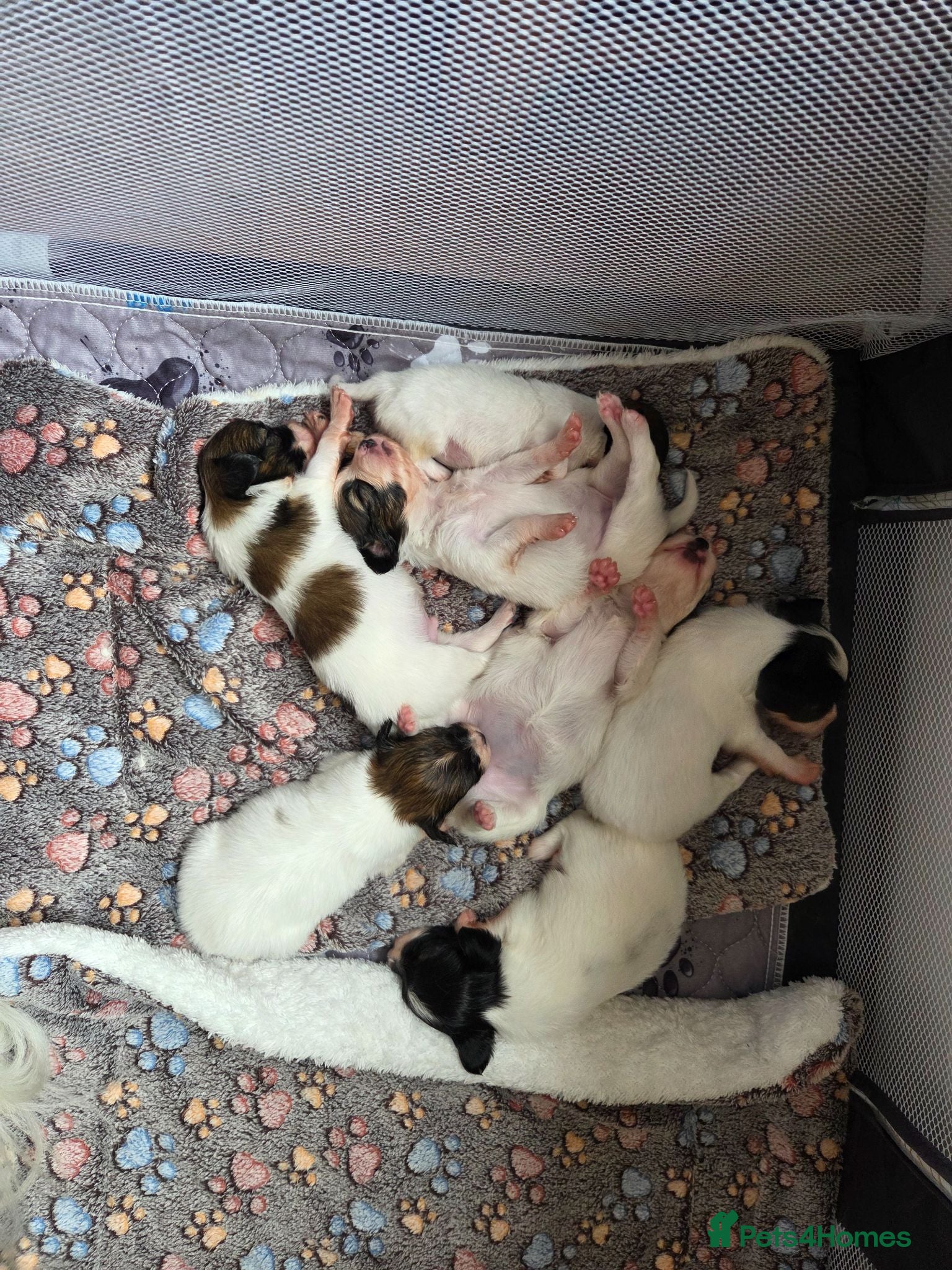 Papillon dogs KC Registered Papillon Puppies (Ready Soon!) - Advert 1