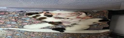 Papillon dogs for sale: !!!Ready 28/08!!! KC Papillon Puppies - Advert 15