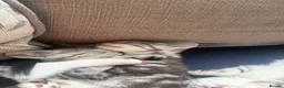 Mixed Breed cats for sale: Kittens for sale (Ready to go) in Tamworth - Advert 10