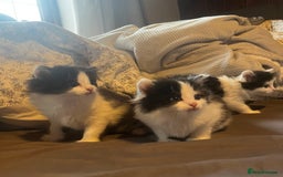 Mixed Breed cats for sale: 4 beautiful black and white kittens for sale  - Image 2