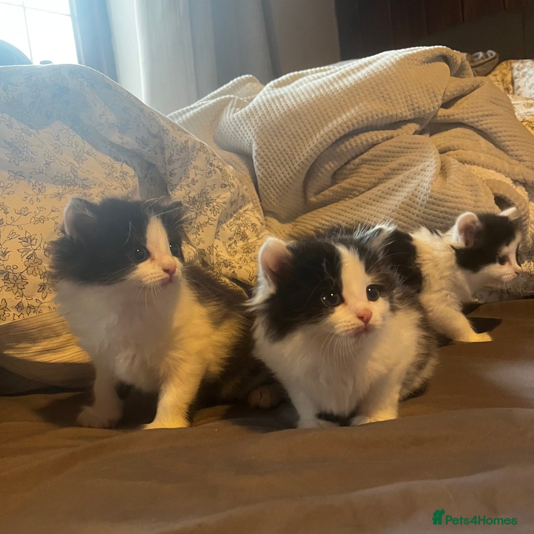 Mixed Breed cats for sale: 4 beautiful black and white kittens for sale  - Image 2