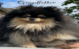 Pomeranian dogs for sale: Unique, extremely rare Pomeranian puppies ✨ - Image 18