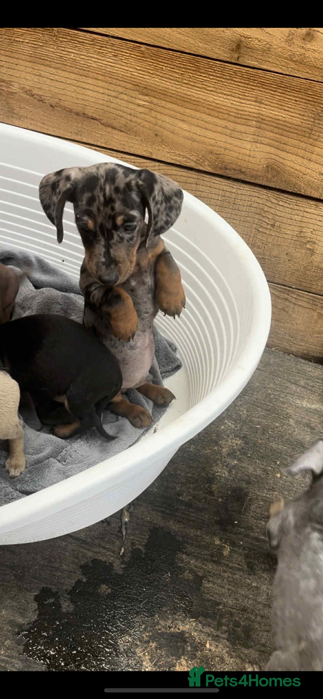Miniature Dachshund dogs for sale: Miniature dachshund puppies   - Image 8