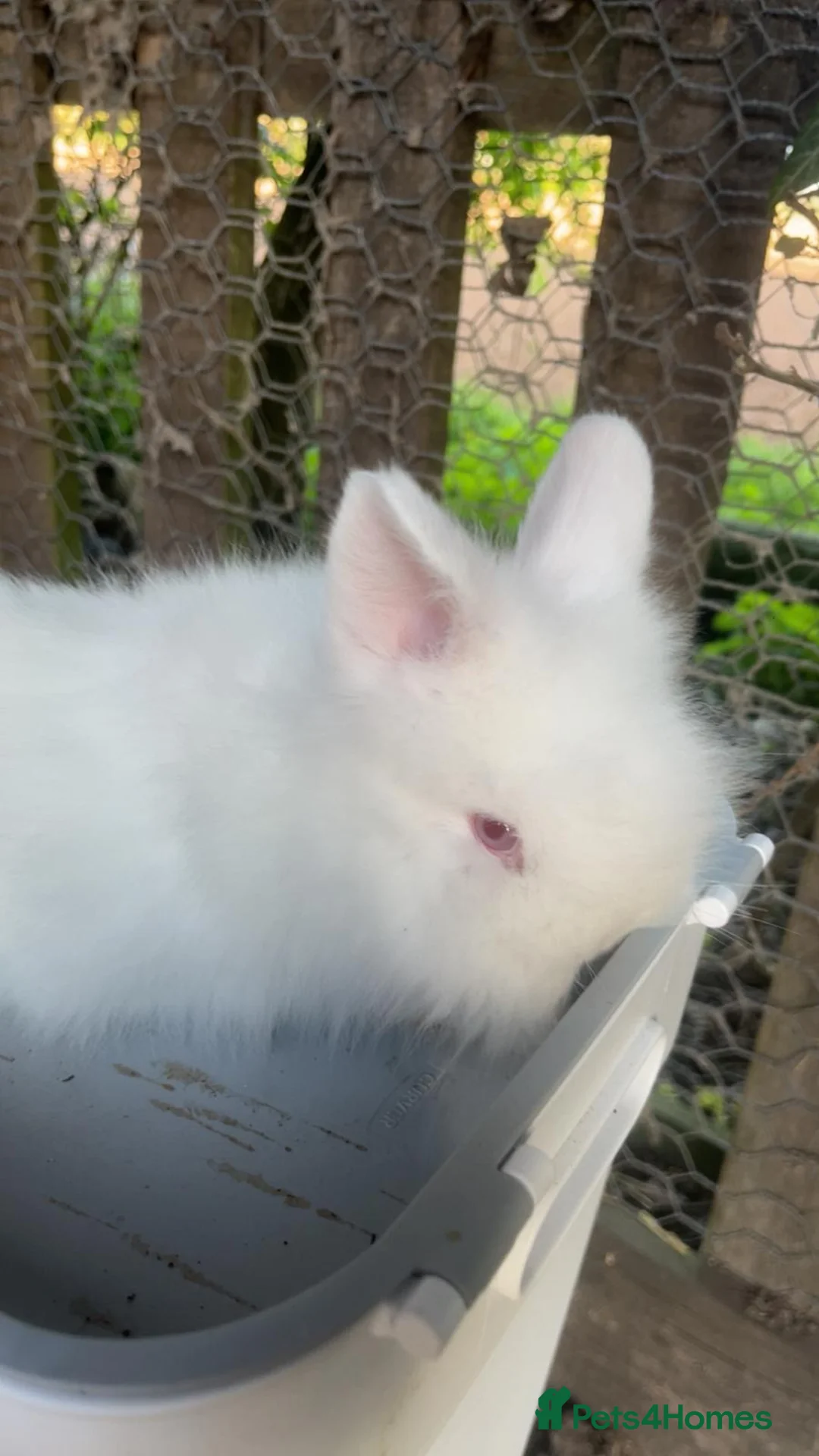 Lionhead rabbits for sale: Female white albino lionhead ready now  - Advert 2