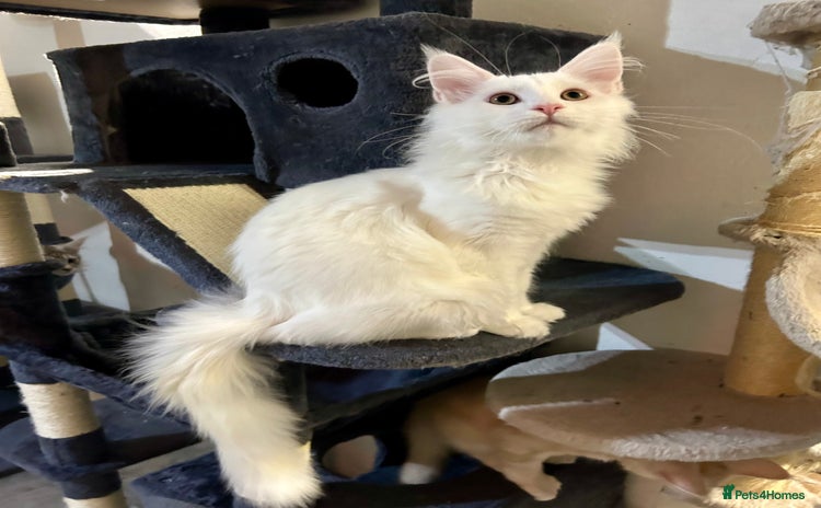 Maine Coon cats - Advert 9