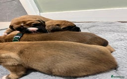 Boxer dogs for sale: Beautiful bob/tailed litter pure boxers  - Advert 5