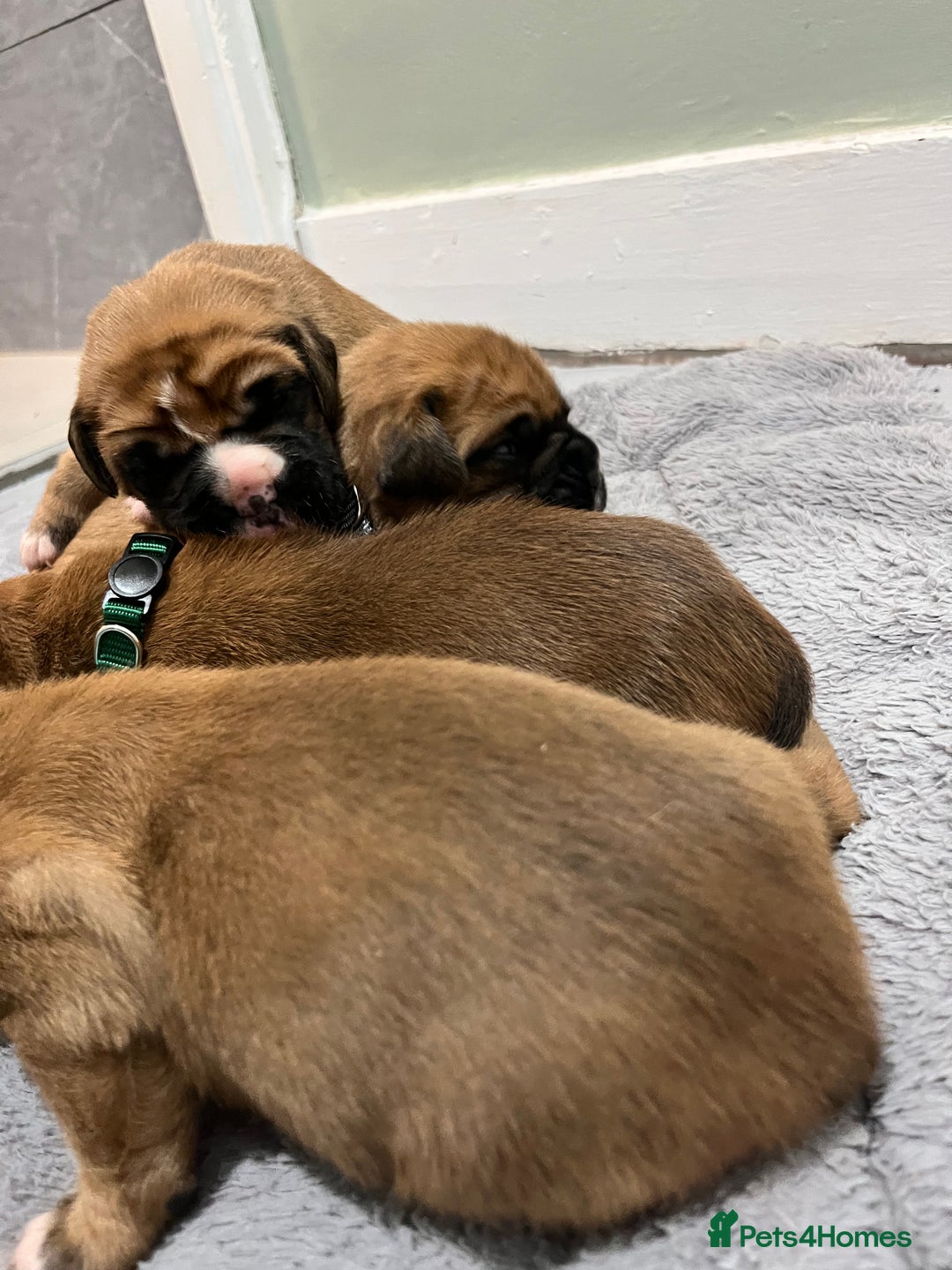 Boxer dogs for sale: Beautiful bob/tailed litter pure boxers  - Advert 5