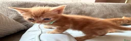 British Shorthair cats for sale: Gorgeous Ginger Kittens - Ready to leave in Mansfield - Advert 13