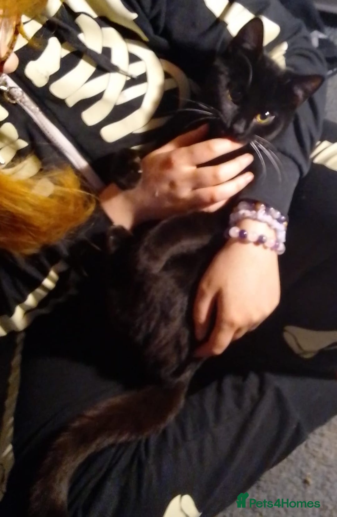 Domestic Shorthair cats for sale: Kitten to be rehomed with her things  - Advert 1