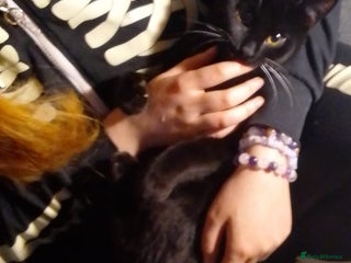 Domestic Shorthair cats Kitten to be rehomed with her things - Advert 1