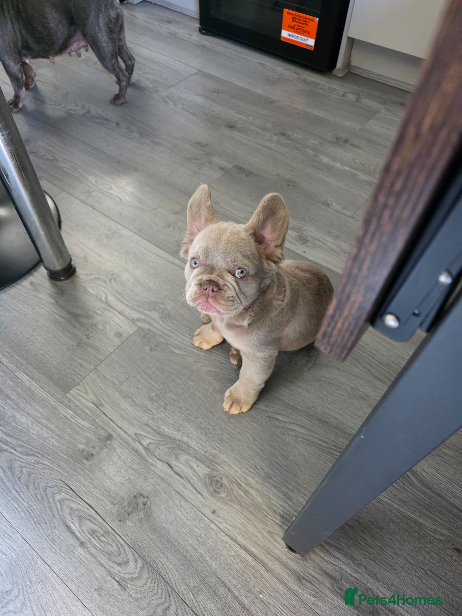 French Bulldog dogs Visual Fluffy New Shade Isabella ✨️BAILEY✨️ - Advert 2