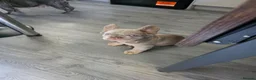 French Bulldog dogs for sale: Visual Fluffy New Shade Isabella ✨️BAILEY✨️ - Advert 2