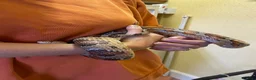 Corn Snake reptiles for sale: Beautiful Corn Snake in Stroud - Advert 4
