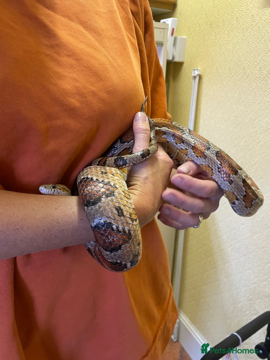 Corn Snake reptiles for sale: Beautiful Corn Snake in Stroud - Advert 4