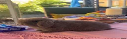 Mini Lop rabbits for sale: 3 Beautiful baby boy mini lops needing good homes in Bridport - Advert 24