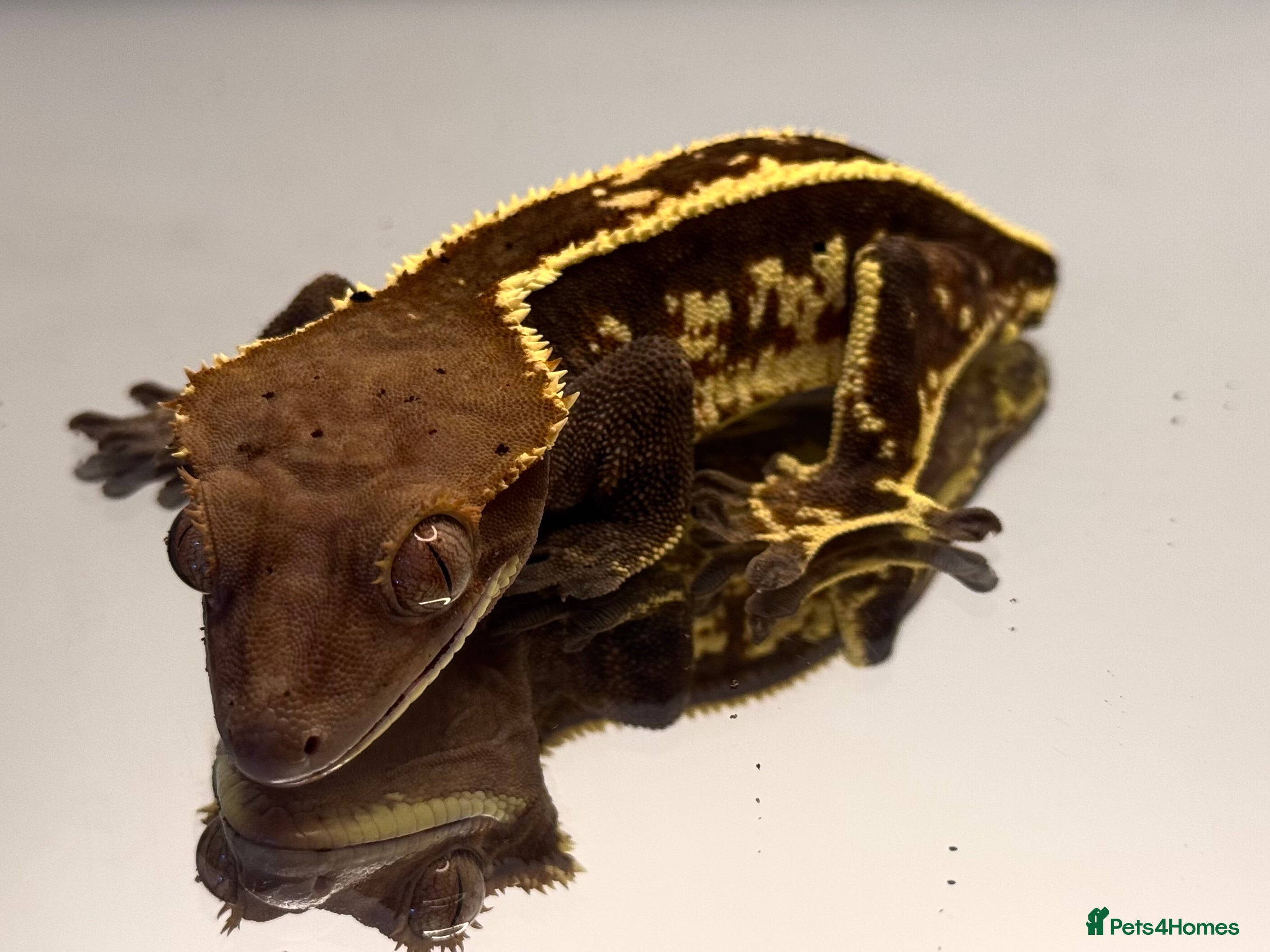 Gecko reptiles PRICE DROP Female Crested Gecko - Advert 10