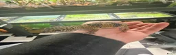 Leopard Gecko reptiles for sale: Mixed baby Leopard Geckos & 1 Black night - Advert 28