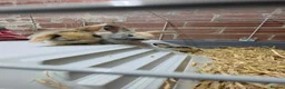 Mixed Breed rabbits for sale: Stunning lionhead/mini lop bunnys  in Bolton - Advert 6