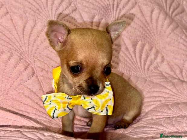 Chihuahua dogs - Advert 9