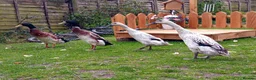 Ducks poultry for sale: Pure Silver Indian Runner Ducklings - Advert 8