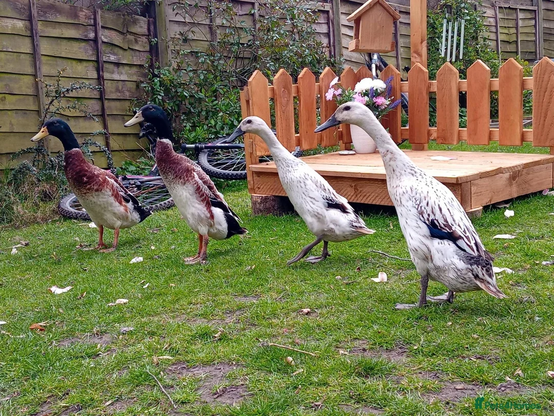 Ducks poultry for sale: Pure Silver Indian Runner Ducklings - Advert 8